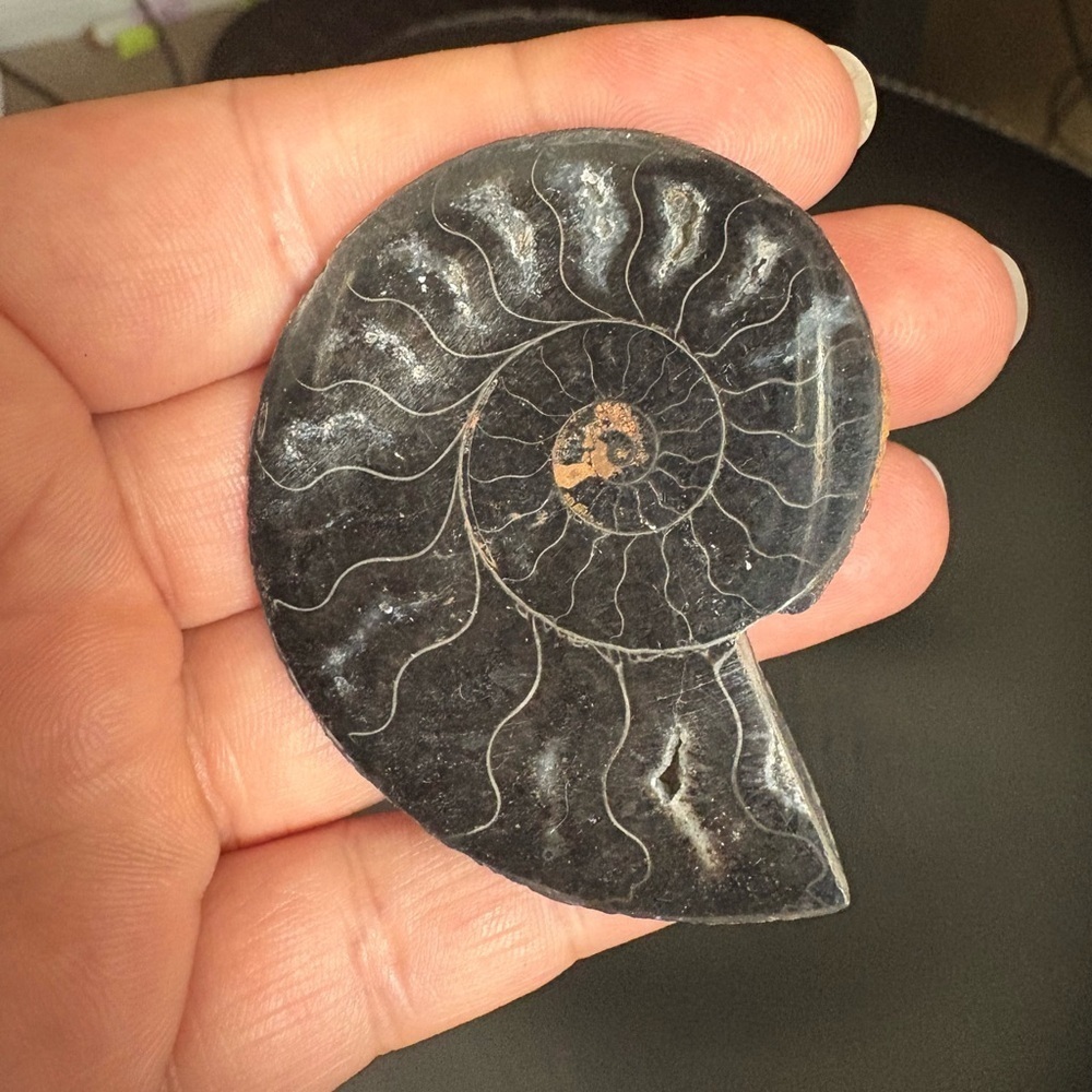 Beautiful Ammonite - black ammonite fossil 🤩 For the fossil lovers